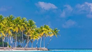 Images Dated 13th January 2017: Amazing beach banner. Tropical landscape, palm trees, white sand and blue sky