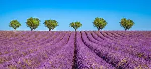 Amazing dream landscape, trees with blooming lavender flowers under blue sky, sunny summer floral. Inspirational nature Valensole. Provence, France