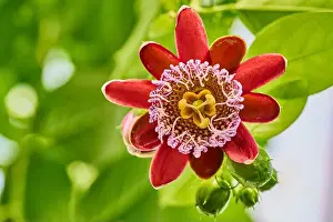 Passion Flower Prints: The Amazing flower of the tropical Passion flower (Passiflora alata)