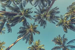 Images Dated 5th January 2017: Amazing green palm trees with blue sky. Nature background