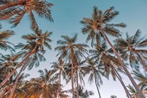 Images Dated 11th January 2017: Amazing green palm trees with blue sky. Nature background