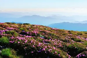 Flower Mountain Prints: Amazing landscape with charming pink rhododendron flowers at Carpathian mountains
