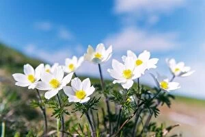 Images Dated 20th June 2019: Amazing landscape with magic white flowers and blue sky on summer mountains. Nature background