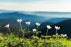 Images Dated 2nd July 2020: Amazing landscape with magic white flowers and blue sky on summer mountains. Nature background