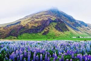 Images Dated 6th June 2016: Amazing landscape with mountain and lupine flowers field, Iceland, Europe
