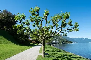 Lago Prints: Amazing landscape view of garden in Bellagio - Como lake in Italy