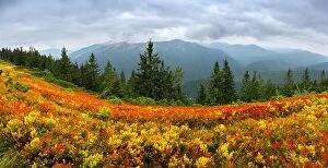 September Collection: Amazing panorama with orange blueberry bushes covering an autumn meadow in the Carpathians, Ukraine