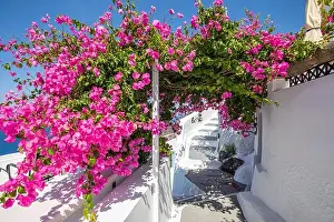 Amazing panoramic landscape, luxury travel vacation. Oia town on Santorini island, Greece. Traditional and famous white architecture and pink flowers