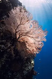 Soft Coral Prints: Amazing red soft corals underwater in blue ocean Bali. Coral reef garden