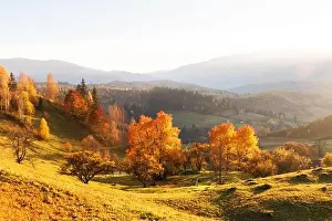 Amazing scene on autumn mountains. Yellow and orange trees in fantastic morning sunlight. Carpathians, Europe. Landscape photography