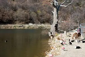 Holiday Lake Prints: Amazing scenery by the artificial lake in Panagitsa village