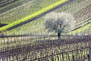 Images Dated 21st April 2019: Amazing Spring Landscape With White Blossoming Cherry Tree Between Rows Of Vineyards In South
