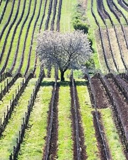 Images Dated 21st April 2019: Amazing Spring Landscape With White Blossoming Cherry Tree Between Rows Of Vineyards In South
