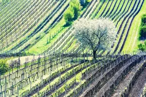 Amazing Spring Landscape With White Blossoming Cherry Tree Between Rows Of Vineyards In South Moravia, Czech Republic
