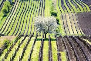 Amazing Spring Landscape With White Blossoming Cherry Tree Between Rows Of Vineyards In South Moravia, Czech Republic