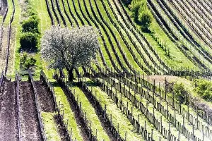 Amazing Spring Landscape With White Blossoming Cherry Tree Between Rows Of Vineyards In South Moravia, Czech Republic