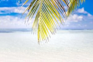 Images Dated 6th May 2018: Amazing summer beach landscape, exotic palm leaf with sea view and blue sky
