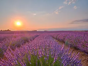 Perfume Prints: Amazing sunset over violet lavender field in Provence