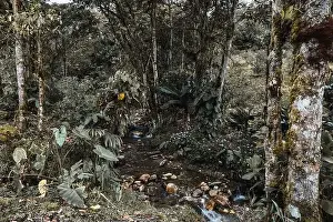 Amazonia Prints: Amazon jungle forest with its typical vegetation and a small river