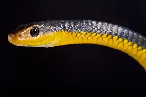 Nonvenomous Prints: The Amazon whipsnake (Chironius carinatus) is a large (up to 3m)