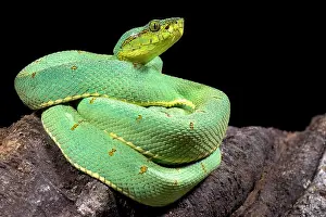 Amazonian Prints: Amazonian palmviper, Bothrops bilineatus bilineatus