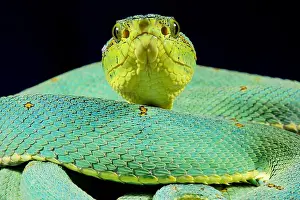 Amazonian Prints: Amazonian palmviper, Bothrops bilineatus bilineatus