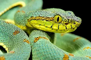 Amazonian Prints: Amazonian palmviper, Bothrops bilineatus bilineatus