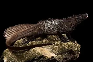 Semi Aquatic Prints: Amboina sail-finned lizard (Hydrosaurus amboinensis)