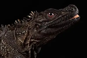 Agama Prints: Ambon sailfin lizard (Hydrosaurus amboinensis)