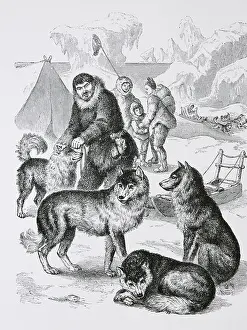 Conditions Prints: America. Alaska. Eskimo hunter with dogs, 1880. Engraving