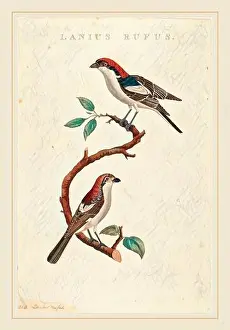 Gibon Art Prints: American 19th Century, Lanius rufus