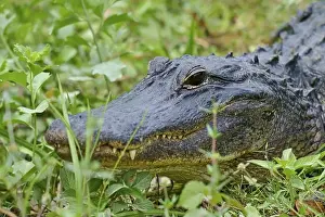 Alligator Prints: American alligator (Alligator mississippiensis)