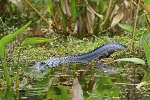 In The Water Prints: American alligator (Alligator mississippiensis)