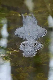 In The Water Prints: American alligator (Alligator mississippiensis)