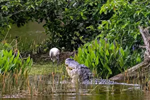 Alligator Prints: American alligator (Alligator mississippiensis) approaching a wood stork (Mycteria americana) at Wakodahatchee Wetlands