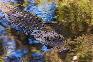 Alligator Mississippiensis Prints: American alligator. Merritt Island National Wildlife Refuge, Florida
