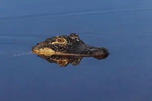 Alligator Mississippiensis Prints: American alligator. Merritt Island National Wildlife Refuge, Florida