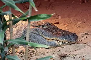 Ambush Predator Prints: The American Alligator, a powerful reptile