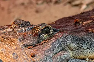 Ambush Predator Prints: The American Alligator, a powerful reptile