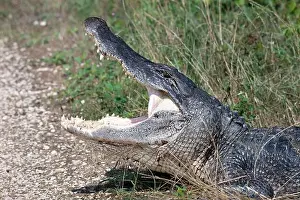 Alligator Prints: American alligator with wide open mouthl, close up. Brazos Bend State Park, Texas, USA