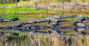 Menacing Prints: American Alligators on the bank of the Myakka River in Myakka River State Park in Sarasota Florida USA