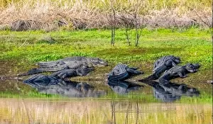 Menacing Prints: American Alligators on the bank of the Myakka River in Myakka River State Park in Sarasota Florida USA