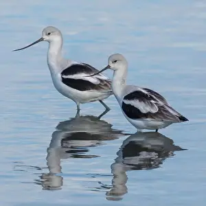 Santa Clara County Prints: American Avocet Male and Female Foraging in Wetlands