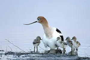 American Avocet Prints: The American Avocet, a migratory shorebird