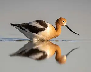 Breeding Plumage Prints: American Avocet (Recurvirostra americana) in breeding plumage in Northern California