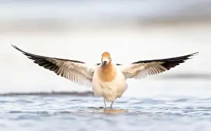 Breeding Plumage Prints: American Avocet (Recurvirostra americana) in breeding plumage in Northern California