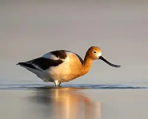 Breeding Plumage Prints: American Avocet (Recurvirostra americana) in breeding plumage in Northern California