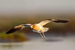 Breeding Plumage Prints: American Avocet (Recurvirostra americana) in breeding plumage in Northern California