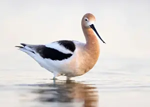 Breeding Plumage Prints: American Avocet (Recurvirostra americana) in breeding plumage in Northern California