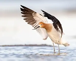 Breeding Plumage Prints: American Avocet (Recurvirostra americana) in breeding plumage in Northern California
